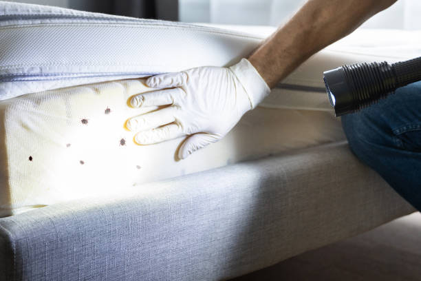 Best Spider Control Near Me  in Aurora, CO